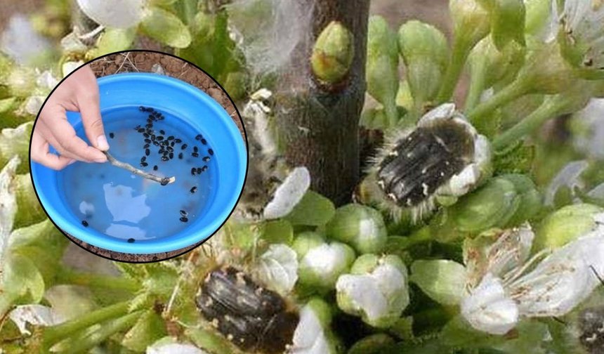 Meyve Üreticilerine 'Bakla Zınnı' Zararlısı Uyarısı