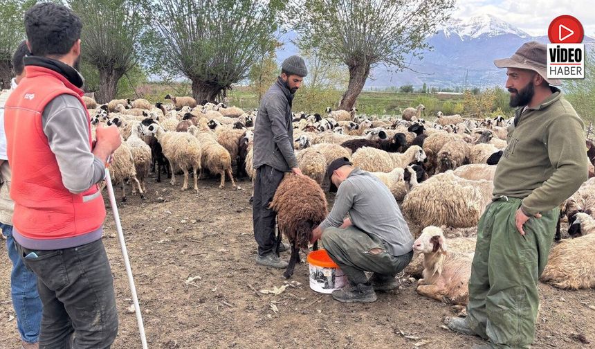 Türkiye'de İlk Kez Uygulandı: Afgan Çobanlar Asgari Ücretle Göreve Başladı