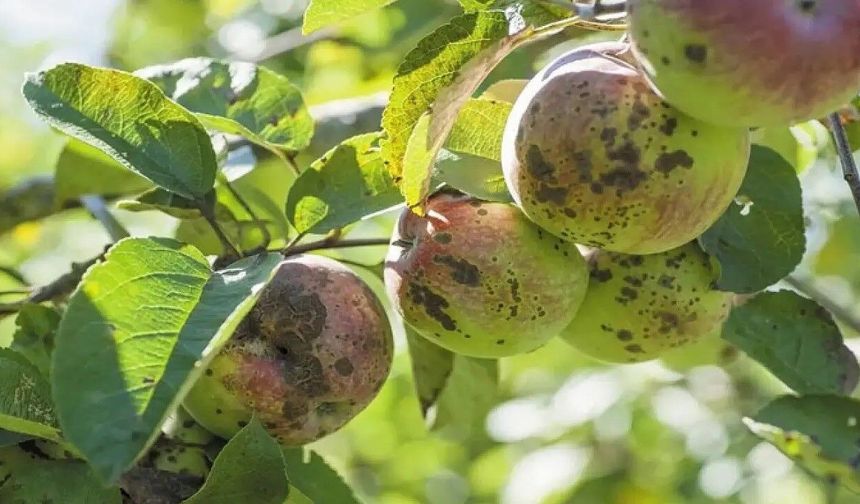 Erzincanlı Üreticilere Kara Leke Hastalığı Uyarısı