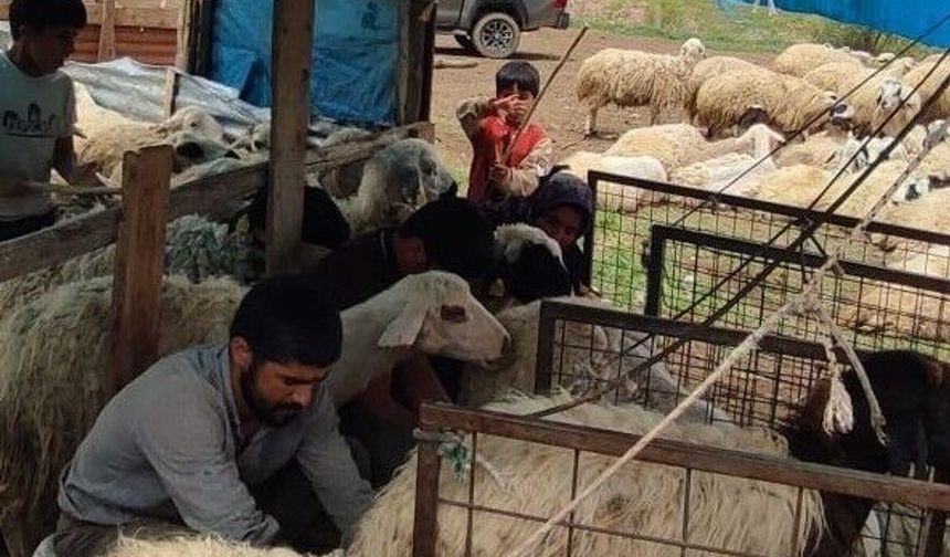 Kemah'ta Küçükbaş Hayvanlar İçin Sağlık Taraması Yapıldı