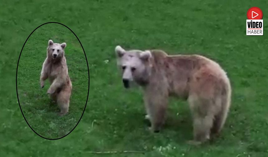 Yeşilyurt Köyünde Baharın Tadını Çıkaran Ayı Drone Kamerasıyla Görüntülendi
