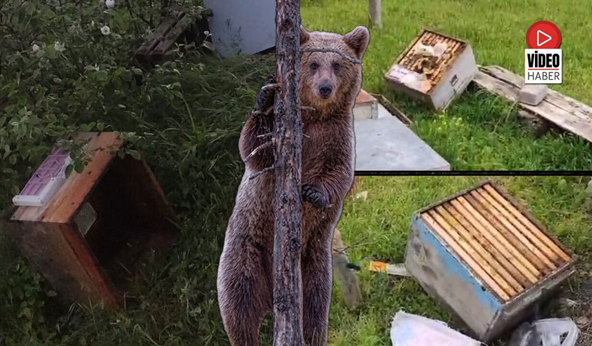 Üzümlü’de Ayı Kabusu Bitmiyor