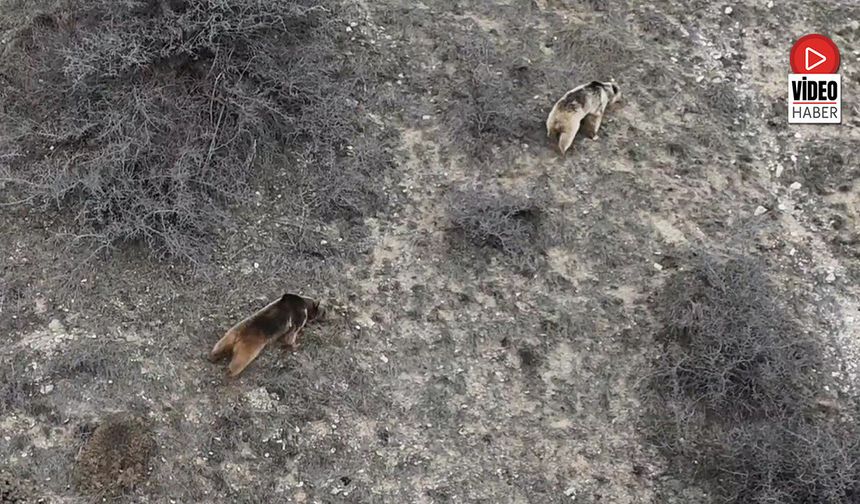 Erzincan'da Ayı Saldırısı: 20 Koyun Telef Oldu