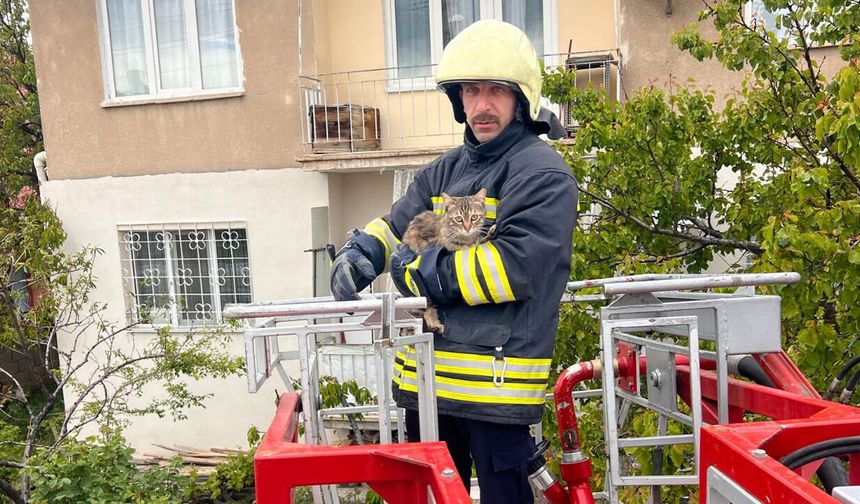 Çatıda Mahsur Kalan Kedi İtfaiye Ekiplerince Kurtarıldı