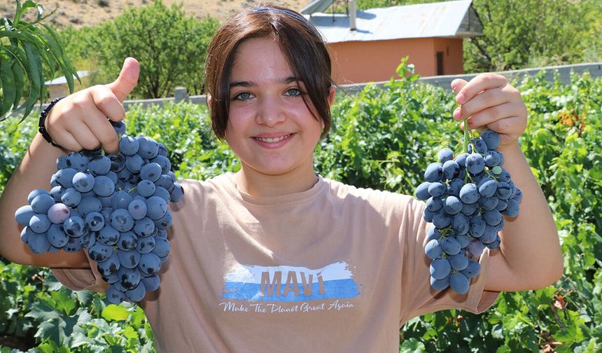 Erzincan’ın Tescilli Lezzeti Cimin Üzümü Şifa Kaynağı Çıktı