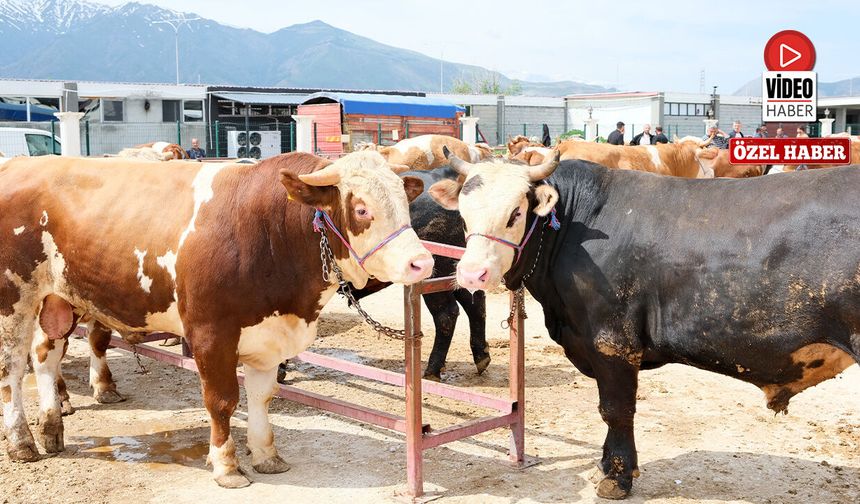 Kurban Pazarında Fiyatlar Yüksek, Umutlar Arife Gününde!