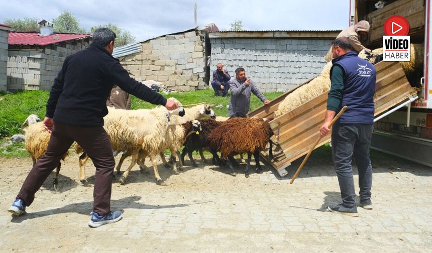 Kamyona Binmek İstemeyen Hayvanlar Üreticilere Zor Anlar Yaşattı
