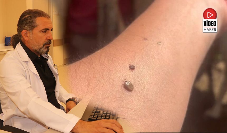 Kene Popülasyonu Arttı, Uzmanlar Tedbir Çağrısı Yaptı