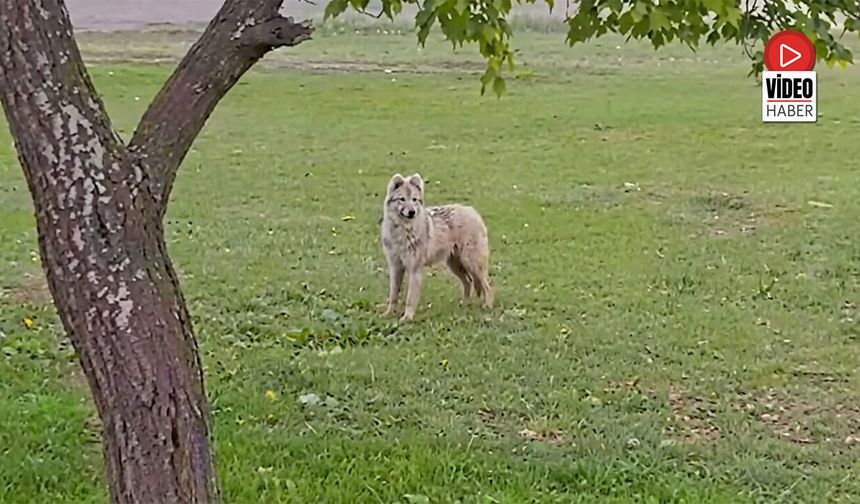 Bilinen Hiçbir Köpek Irkına Benzemiyor! Mahalleli Şaşkın