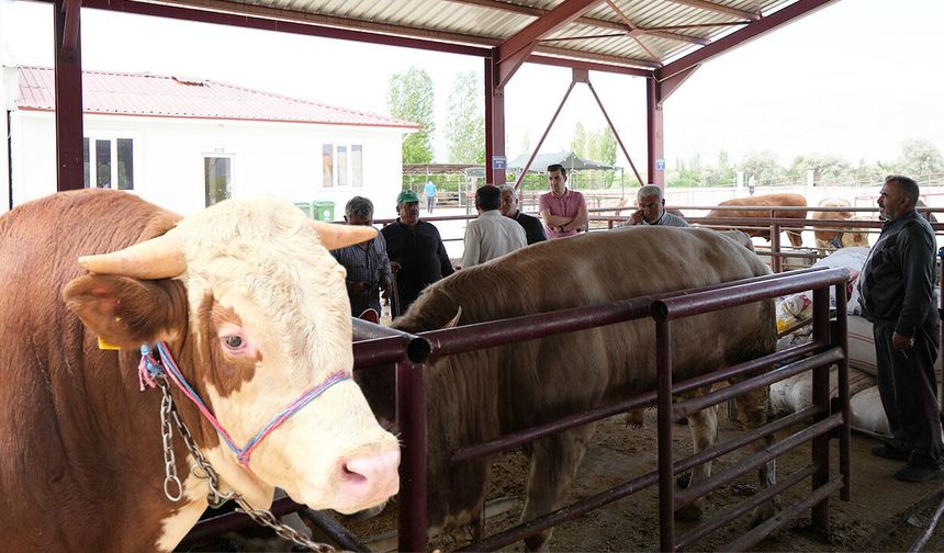 Erzincan'da Kurban Bayramı Hareketliliği Başladı
