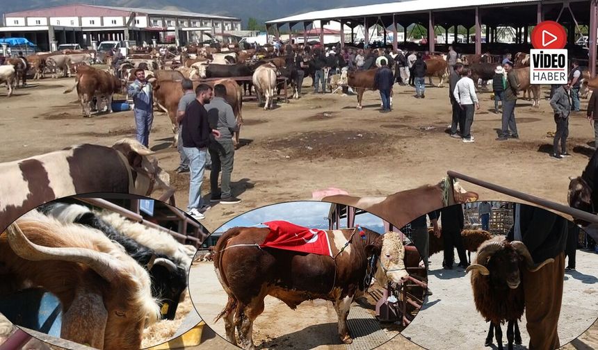 Arife Gününde Hayvan Pazarında Sıkı Pazarlıklar Yapıldı