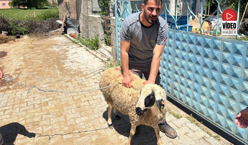 Erzincan'da Kaçan Kurbanlık Koyun 1 Saat Sonra Yakalandı