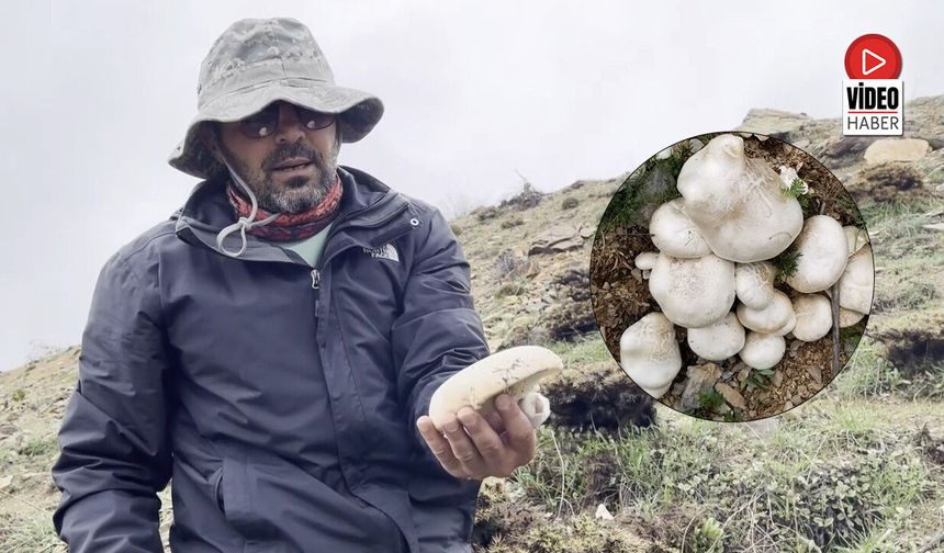 2 Bin Rakımda Yetişen Mantar Altınla Yarışıyor