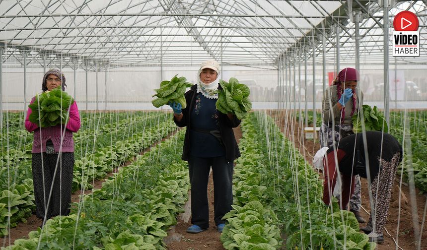 Erzincan'da Sera Marulunda Hasat Başladı