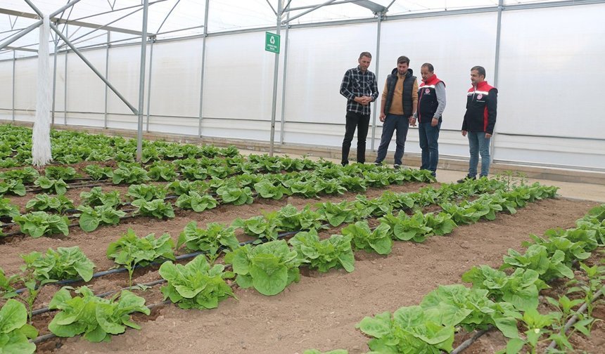 23 Dekarlık Serada Yılda 3 Ürün Hasadı