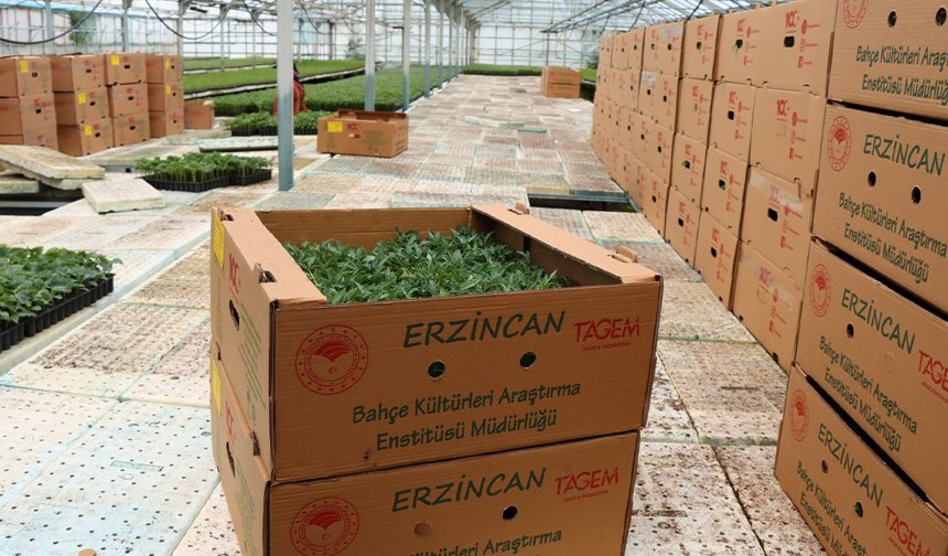 Erzincan Bahçe Kültürleri Enstitüsü Bölgenin Fide Üssü Oldu