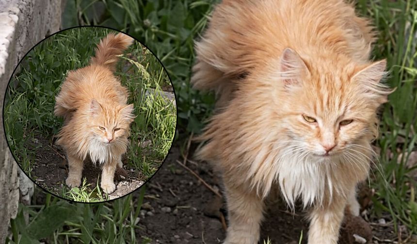 Kanadı Andıran Tüyleriyle Dikkat Çeken Kedi Kamerada