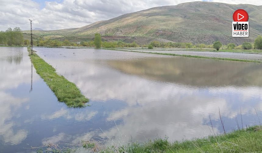 Karasu Nehri Taştı: 200 Dönüm Pancar Tarlası Sular Altında