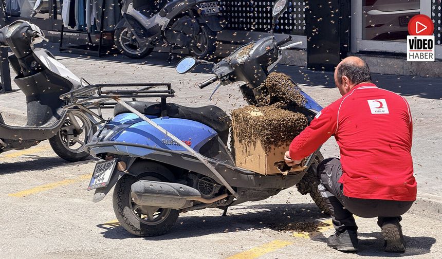 Şehrin Göbeğinde Oğul Veren Arılar İlgi Odağı Oldu