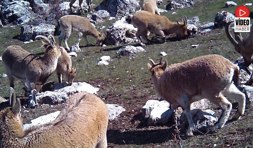 Munzur'un Sessiz Misafirleri Fotokapana Takıldı
