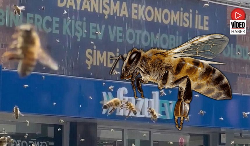 Nermi Tombul Caddesi’nde “Arı İstilası” Görüntüsü Şaşırttı