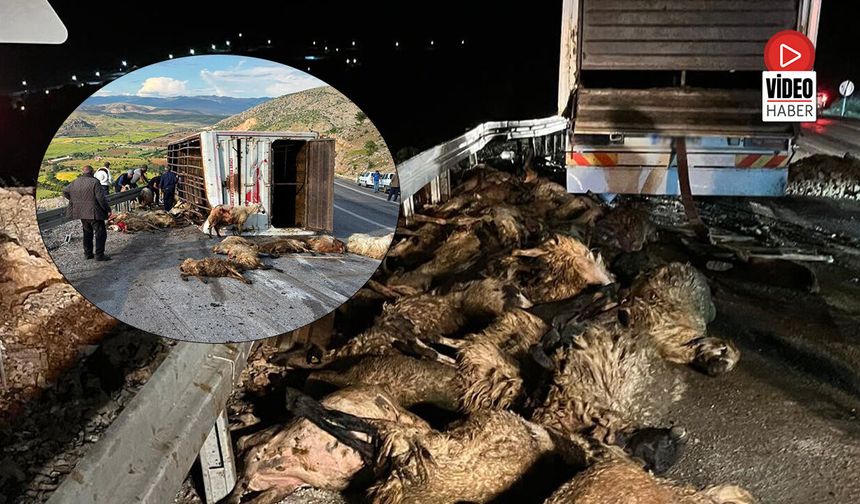 Koyun Yüklü Tır Devrildi: 60 Hayvan Telef Oldu