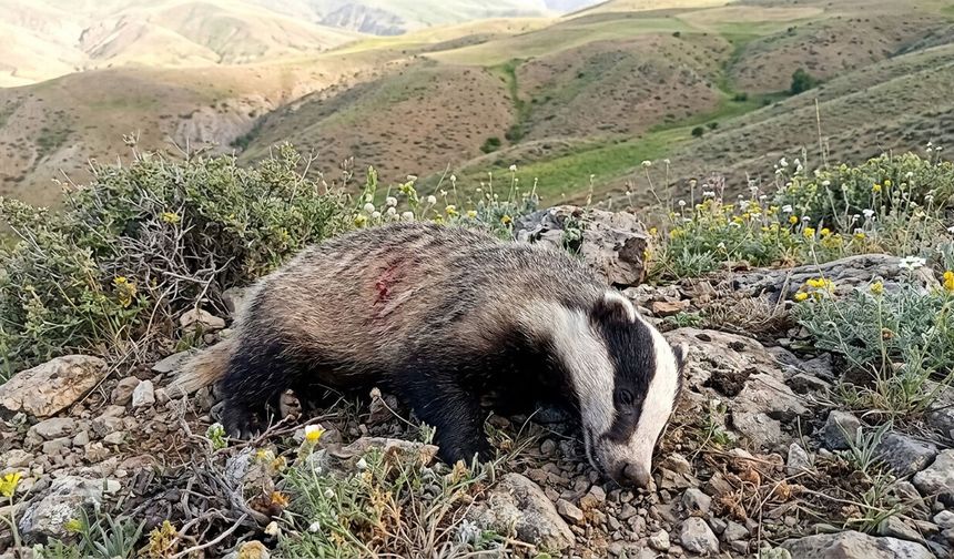 Erzincan'da Köpeklerin Saldırısına Uğrayan Porsuk Telef Oldu