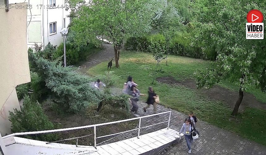 Erzincan’da Sokak Köpekleri Paniği Kameralara Yansıdı