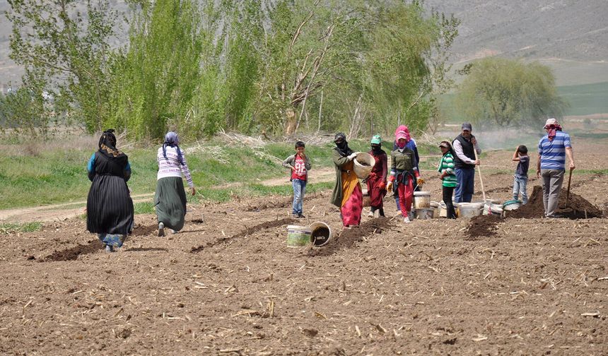 Erzincan'da Tarımın Görünmeyen Kahramanları: Mevsimlik İşçiler