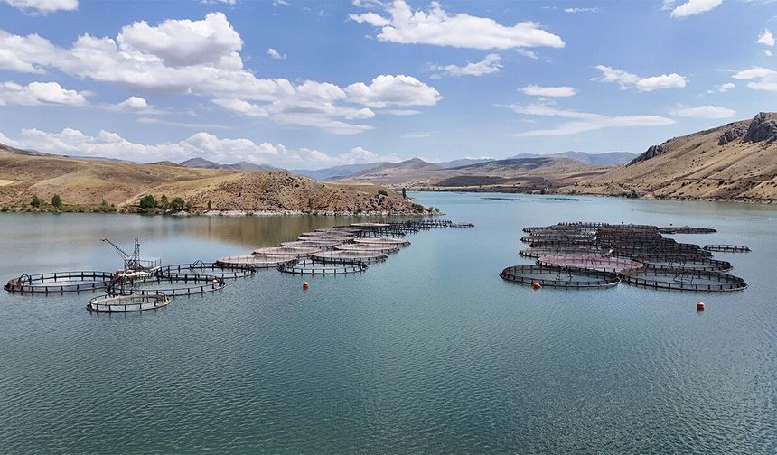 Erzincan’da Yetişiyor, Çin’e Gidiyor