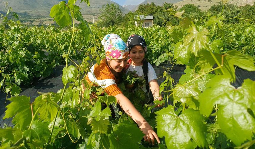 Erzincan'da Üzümden Önce Yaprak Hasadı Başladı