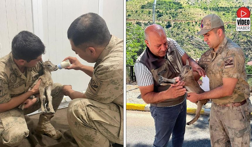 Yavru Dağ Keçisi Koruma Altına Alındı