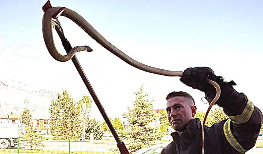 Erzincan’da 2 Metrelik Yılan Korkuttu