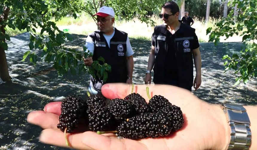 Erzincan’da Dut Islahı Çalışmaları Yerinde İncelendi