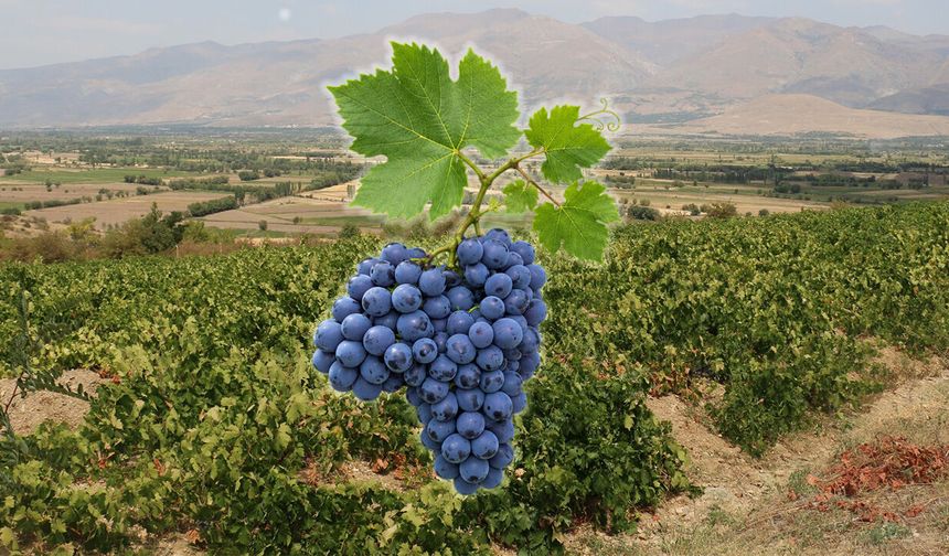 Cimin Üzümünde Sulama Mesaisi Hızlandı