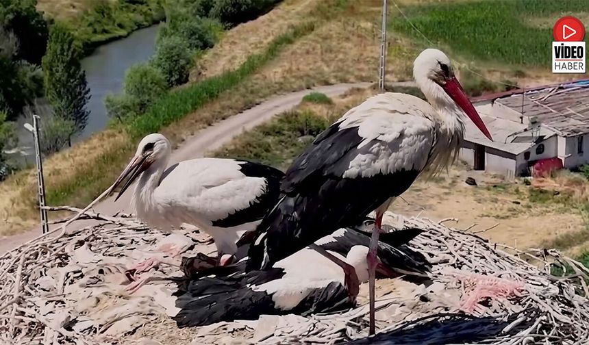 Erzincan, Leyleklerin Güvenli Yuvası