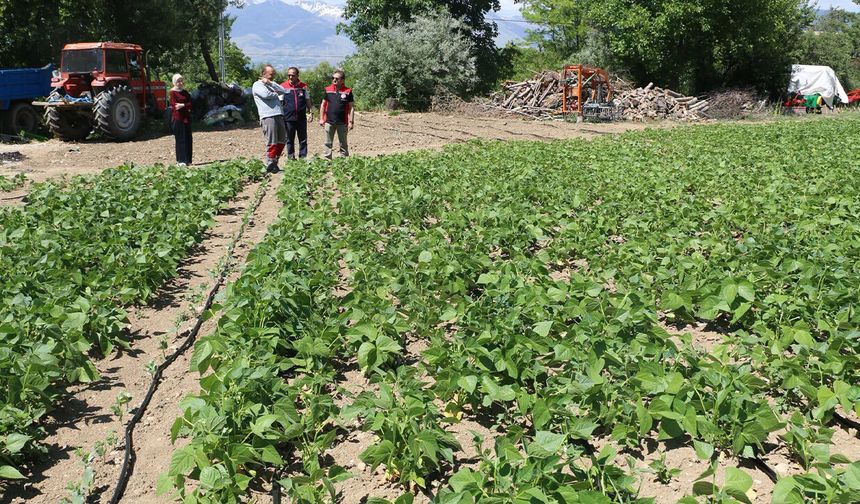 Tescilli Işıl-24 Kuru Fasulyesinin Üretimi Sürüyor