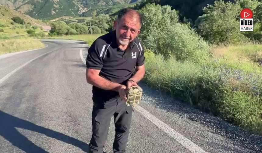 Yol Üzerindeki Kaplumbağaya Duyarlı Dokunuş