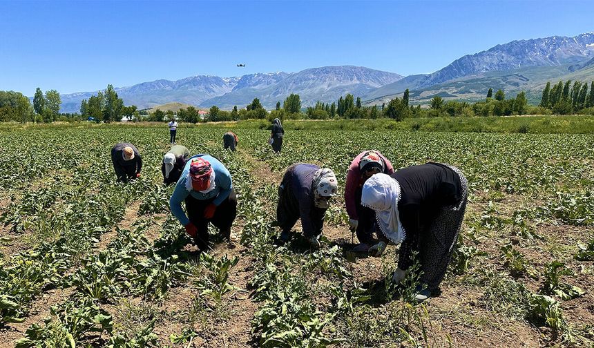 35 Derecede Ekmek Mücadelesi