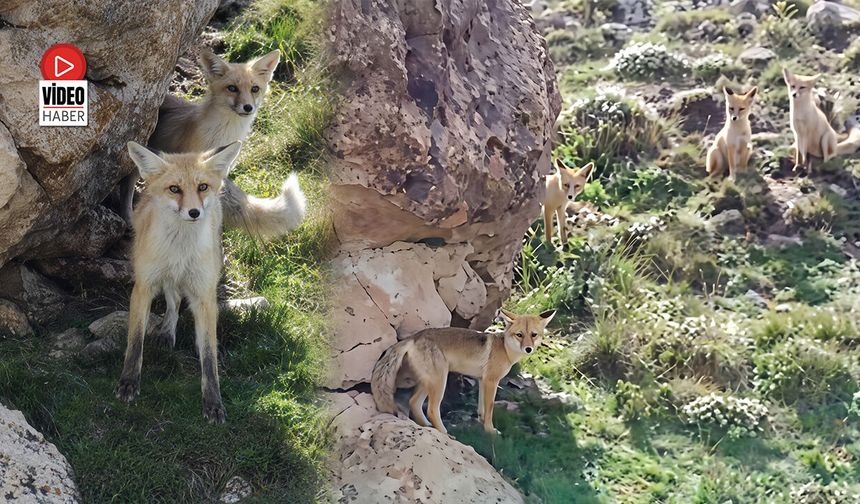 Çilhoroz Köyü'nde Tilki Ailesinin Drone Merakı Kamerada