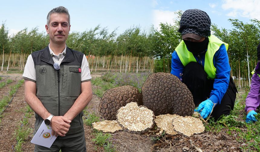 Erzincan'da Trüf Potansiyeli Gün Yüzüne Çıkıyor