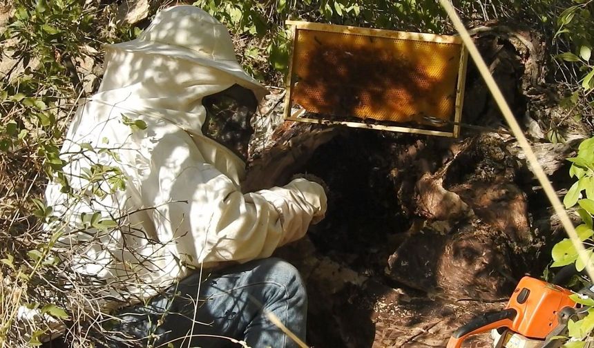 Kovanlardan Uzakta Üretiliyor, Erzincan’da Doğadan Hasat Ediliyor