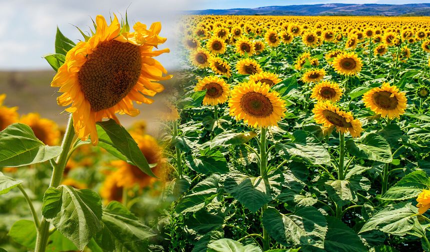 Ayçiçekleri Erzincan Ovasını Sarıya Boyadı