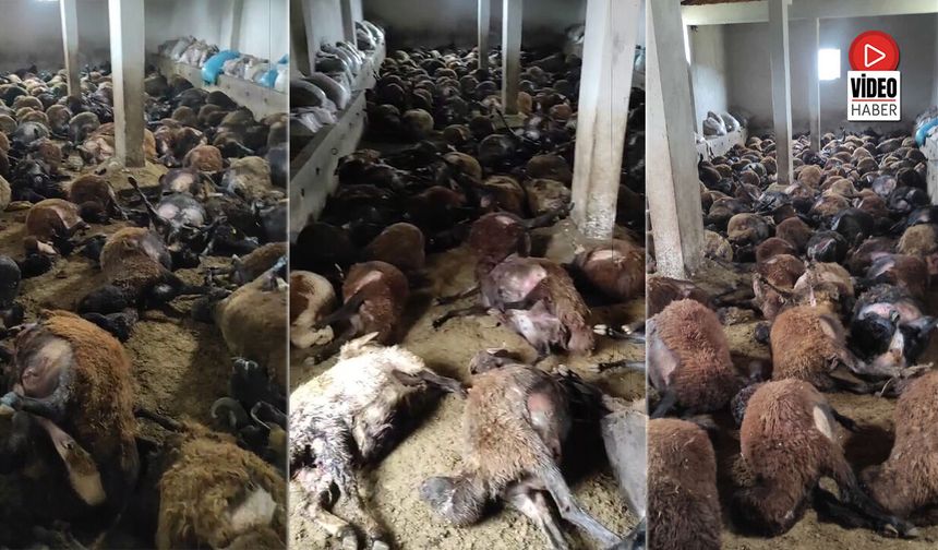 Ayı Ahıra Girdi, 150 Koyun Telef Oldu