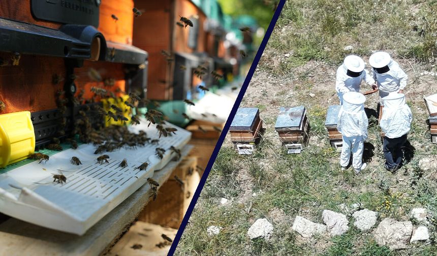Erzincan’da Arıcılar Hasada Hazırlanıyor