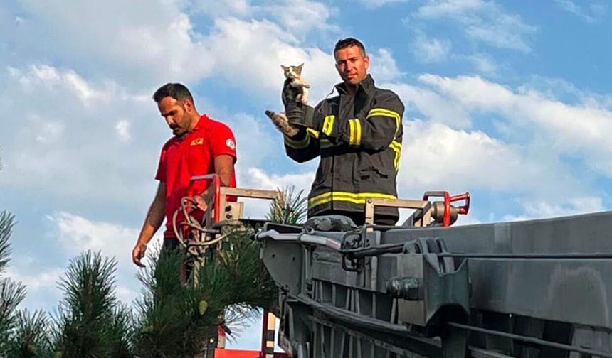 Erzincan'da Çatıdaki Kedi İtfaiye Ekiplerince Kurtarıldı