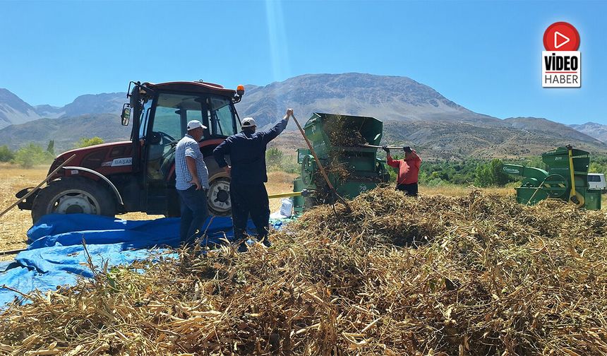 Erzincan’da Fasulye Hasadı Başladı