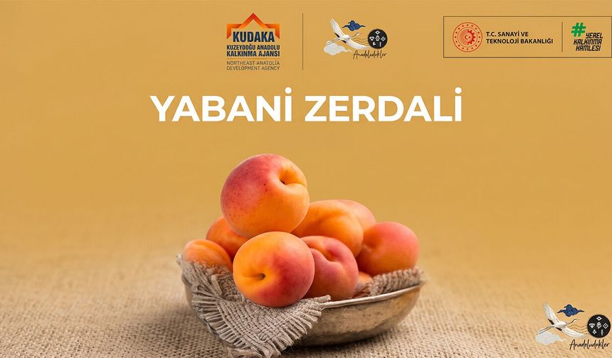 Erzincan’ın Biyolojik Mirasına Vurgu: Yabani Zerdali