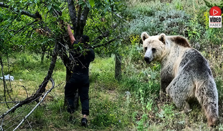 Bahçeye Zarar Veren Ayıların Peşine Düştü, Drone ile Buldu