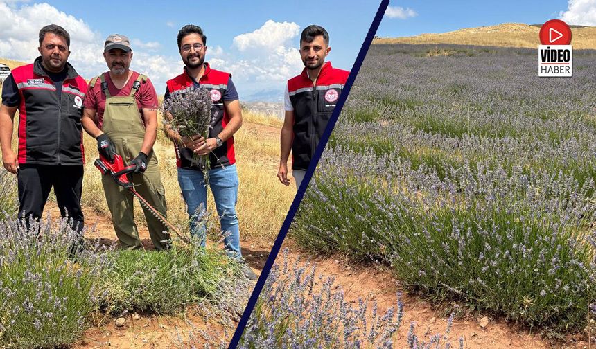 Kemah’ta Mor Bereket: Yahşiler Köyü’nde Lavanta Hasadı Başladı
